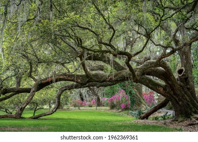 row of live oak trees with blooming azaleas in the background