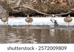 A row of mallard ducks standing on an icy shore at the edge of a pond. The females are standing as the male drake enters the water to swim. 