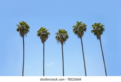 Row Of Many Palm Trees Against A Blue Sky