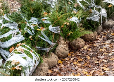 Row of many thuja or cedar wrapped tree aaplings delivering from plant nursery and seedlings for gardening city park or house garden. Lanscaping design replanting city street. Seasonal transplantation