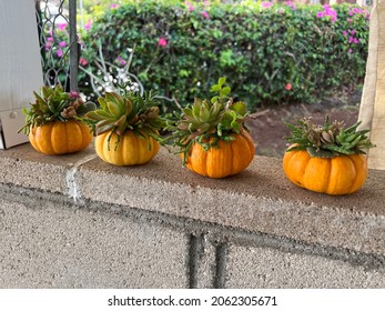 Row Of Miniature Pumpkins With Plants Growing On Top Outdoors. DIY Project For Halloween That Includes Succulents And Pumpkins.