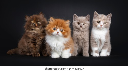 British Longhair Images Stock Photos Vectors Shutterstock