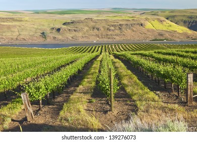 Row Of New Vines In A Vineyard In The Columbia River Gorge OR.