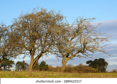 Row of old bare trees image