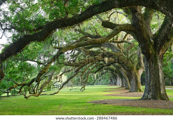 Row Old Oak Tree Plantation Near Stock Photo 288467486 | Shutterstock