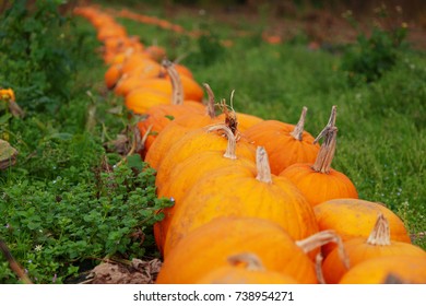 Row of orange pumpkins with selective focus and grass either side. A background with space for text.