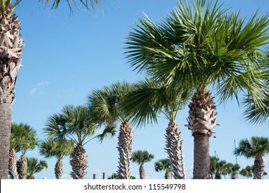 Row Of Palm Trees