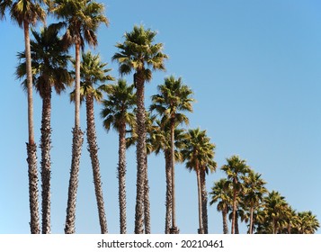 Row Of Palm Trees