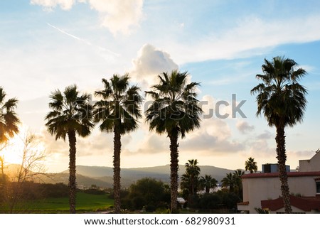 Row of palm trees against setting sun and mountains