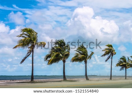 Row of palm trees between ocean and street blowing in strong winds with sand blowing and a tumultuous cloudy blue sky