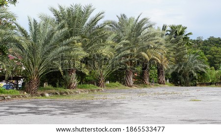 a row of palm trees by the side of the road. Underexposed,  some blurred and noisy image due to low light