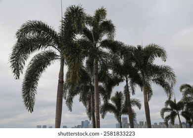 A row of palm trees are lined up in front of a city skyline. The trees are tall and leafy, creating a sense of calm and serenity in the midst of the urban landscape