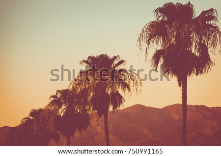 Row Of Palm Trees and Mountains at Sunset Palm Springs