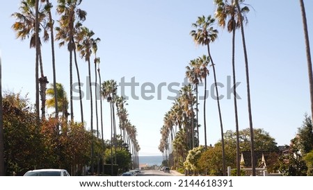 Row of palm trees on street , waterfront city near Los Angeles, California coast, southern USA. Palmtrees by ocean beach, summer vacations aesthetic. Tropical palms on sunny day. Sunshine and blue sky