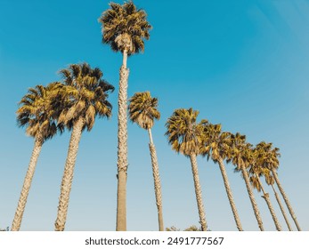 Row of palm trees reaching towards the sky on a sunny day. - Powered by Shutterstock