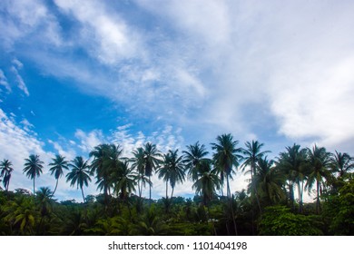 Row of Palms