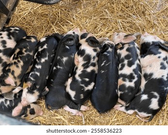 A row pf black and white piglets sleeping on a bed of hay.  - Powered by Shutterstock