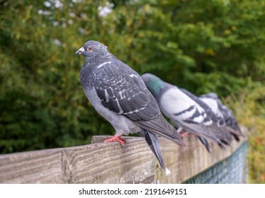 A row of pigeon birds standing on fence. Common grey pigeons on park fence. City birds