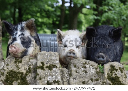 Row of pigs looking over a wall