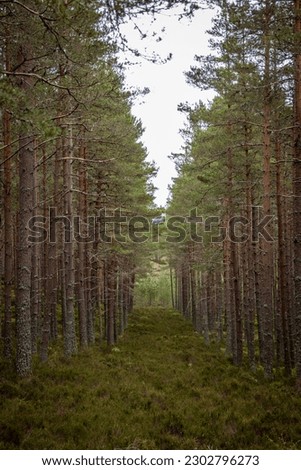 Row of pine trees in a forestry plantation in the Cairngorms National Park in Scotland. 