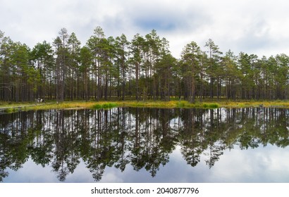 Row of pine trees on tiny on the edge of wetland pool in Estonia. Sky reflection in typical marsh hollows. Symmetry created by mirroring of trees and clouds in moorland lake. Viru Raised Bog.