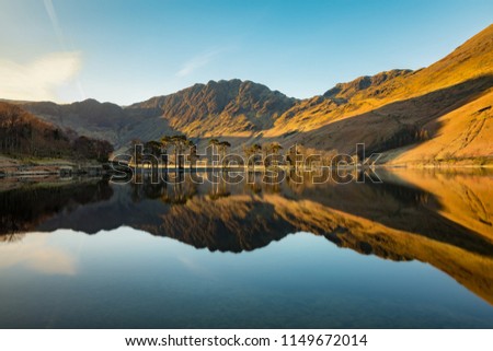 Row of Pine Trees reflected in a calm Buttermere, Lake District, UK.