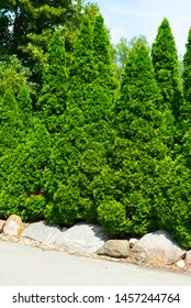 Row of Pine Trees with Rock Row