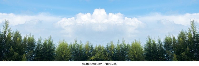 Row Of  Pine Trees With Sky And Beautiful Green Pine Trees