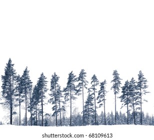 Row Of Pine Trees In Winter Isolated On White