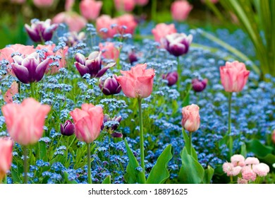 A row of pink and purple tulips surrounded by pale blue forget-me-nots