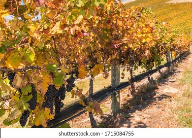 Row Of Pinot Noir Grapes Growing On Vine In New Zealand Vineyard At Harvest Time