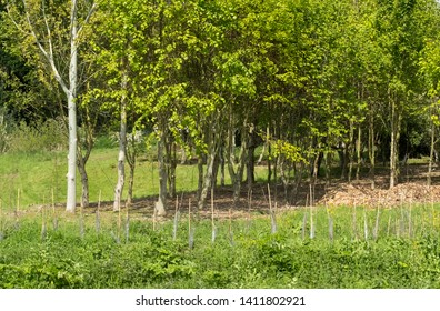 Row of planted trees image