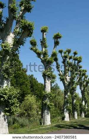 Row of pollarded plane trees along a road in France. Pollarding trees is a common practice in many European cities