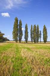A Row Of Poplar Trees In A Golden Field