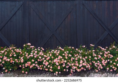 A row of pretty pink rose bushes in bloom with a wooden background from a barn on the North Fork of Long Island, NY