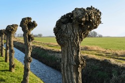 A Row Of Pruned Pollard Willows In Early Spring  In A Sunny Agricultural Landscape In Friesland The Netherlands