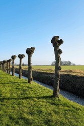 A Row Of Pruned Pollard Willows In Early Spring  In A Sunny Agricultural Landscape In Friesland The Netherlands