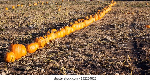 row of pumpkins