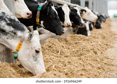 Fila de vacas lecheras puras que se oponen al pasillo largo en un gran arrozal dentro de una granja animal contemporánea y se alimentan de ganado seco