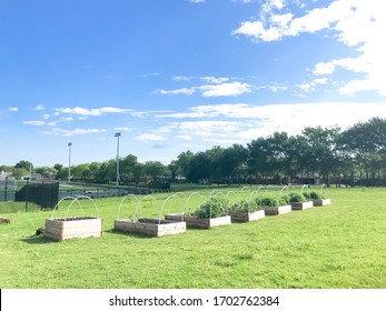 Row Of Raised Bed Garden With PVC Pipe For Cold Frame Support At Elementary School Near Dallas, Texas, America. Urban Community Allotment Gardening Space Under Cloud Blue Sky