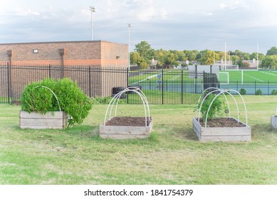 Row Of Raised Bed Garden With PVC Pipe For Cold Frame Support At Elementary School Near Dallas, Texas, America. School Building With Football Field In Background