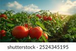 A row of red tomatoes growing in a field. The sun is shining on them, making them look ripe and ready to be picked