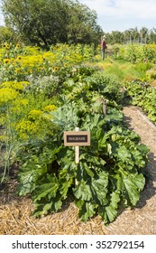 Row Of Rhubarb Plants In A Community Garden, Calgary Alberta, Canada