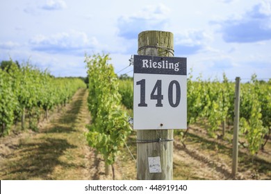 Row Of Riesling Grapes On A Vineyard In The Finger Lakes Region Of New York.