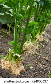 Row Of Ripe Root Celery Is Growing