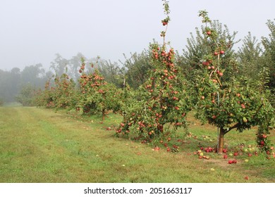 A Row Of Rome Apple Trees