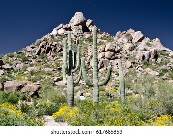 Row Of Saguaro Under Pinnacle Peak, Arizona