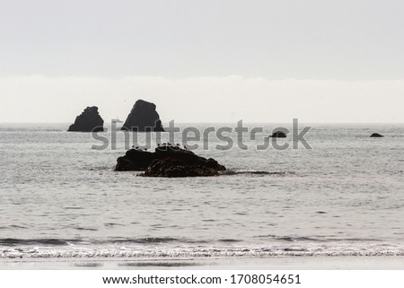 Image, Stock Photo Seagull row Nature Animal