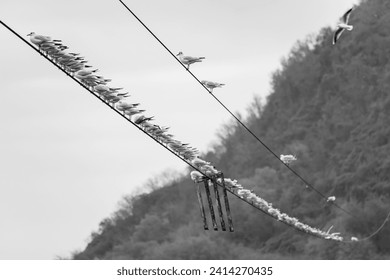 A row of seagulls perched on a power line. The seagulls are all different sizes and colors, and they are all standing in a row. The power line is in the middle of a field, and there are trees in the.. - Powered by Shutterstock