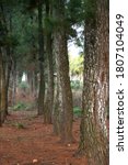 A row of shady pine trees